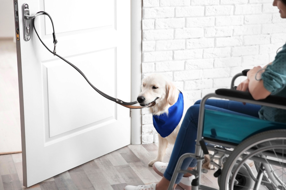 Understanding Assistance Animals and the Disability Discrimination Act